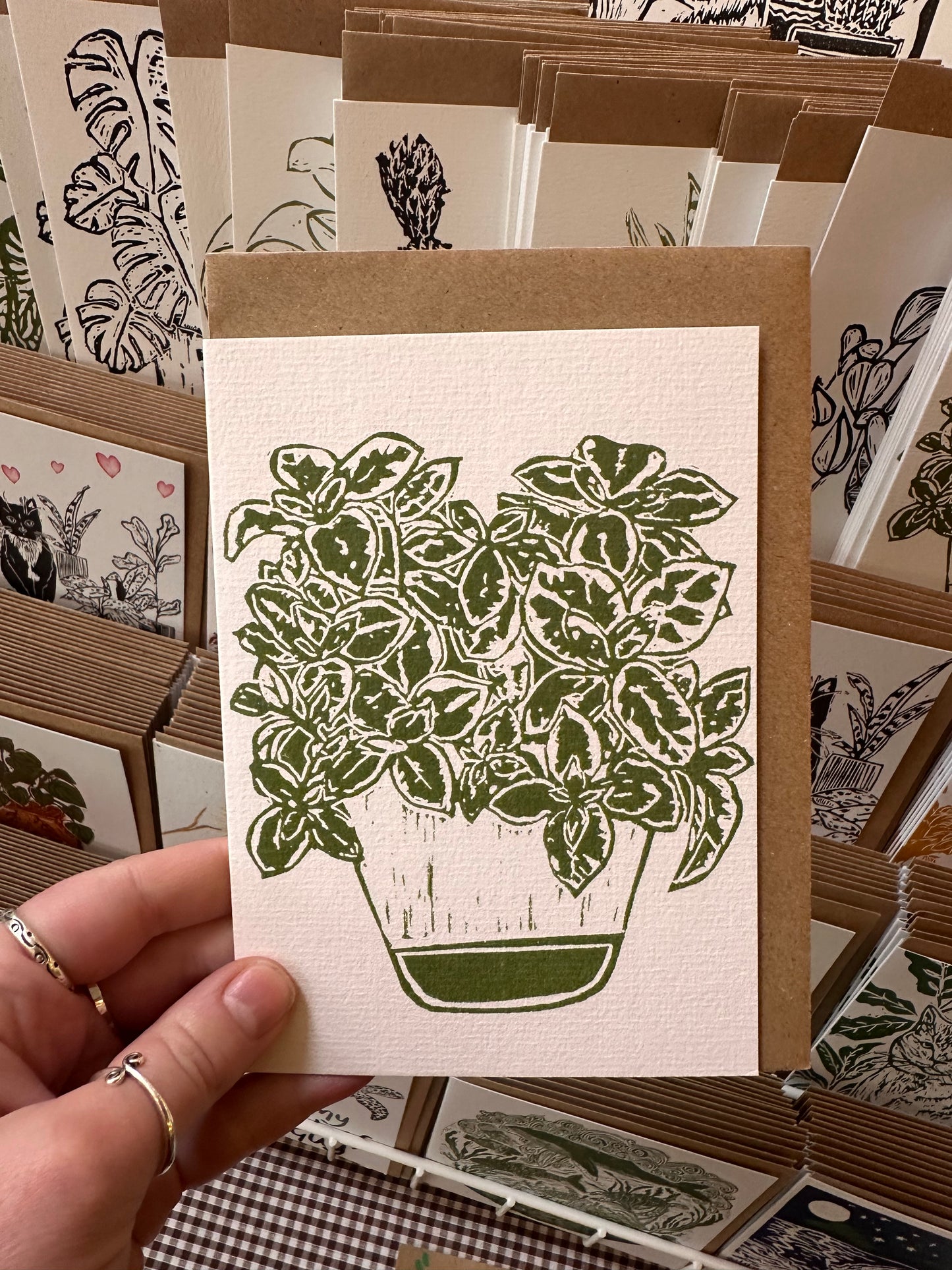 Hypoestes Sanguinolenta House Plant Card