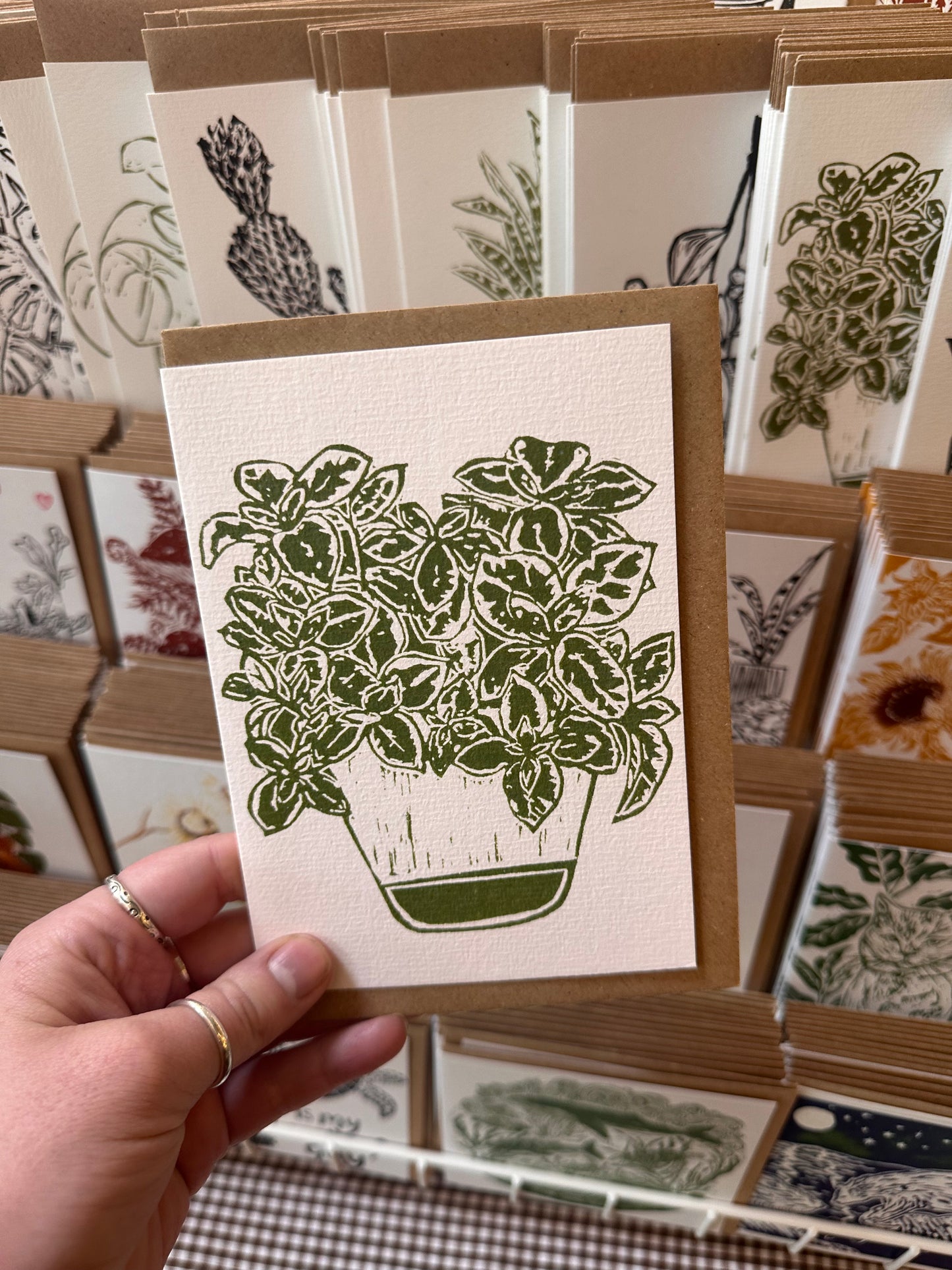 Hypoestes Sanguinolenta House Plant Card