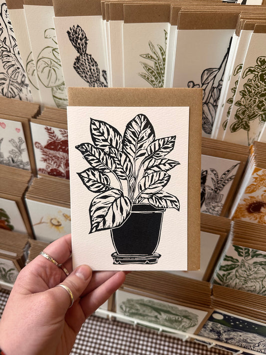 Calathea Makoyana House Plant Card