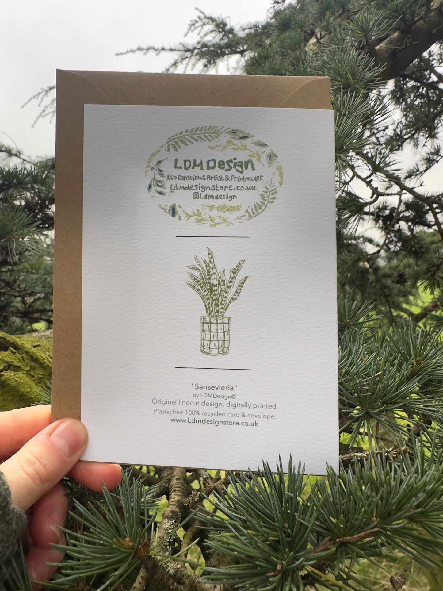 Sansevieria House Plant Card