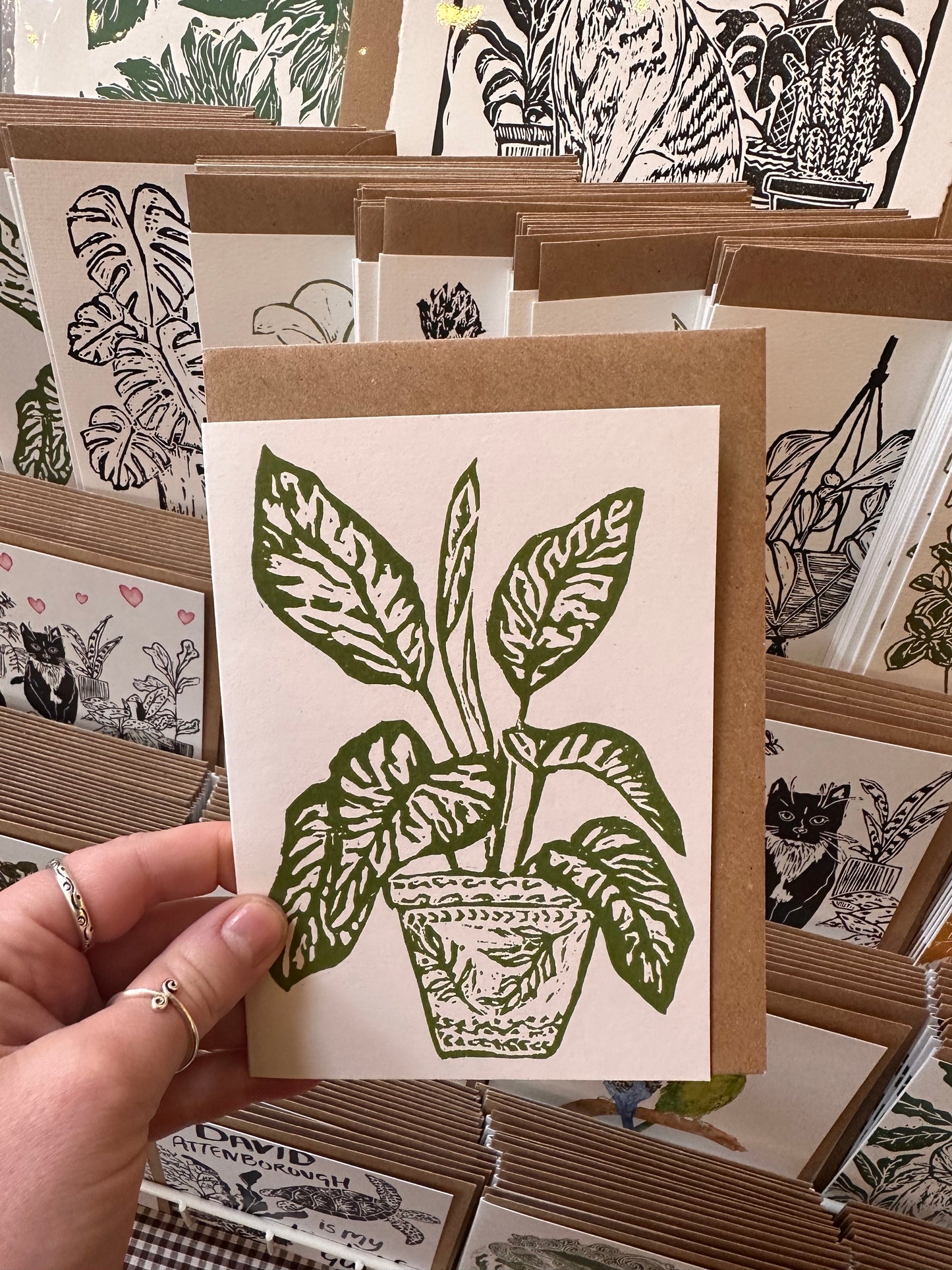 Dieffenbachia Amoena House Plant Card