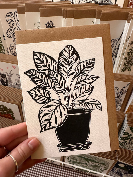 Calathea Makoyana House Plant Card