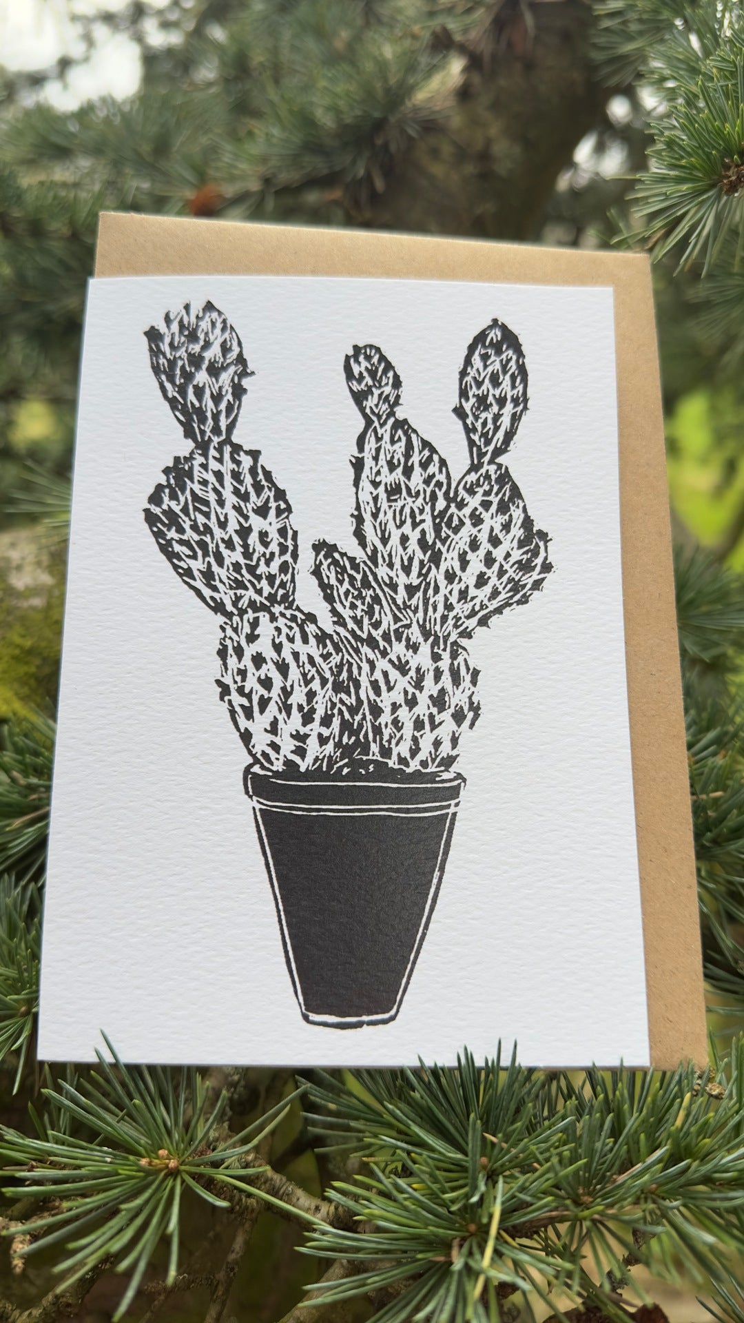 Opuntia Microdasy House Plant Card